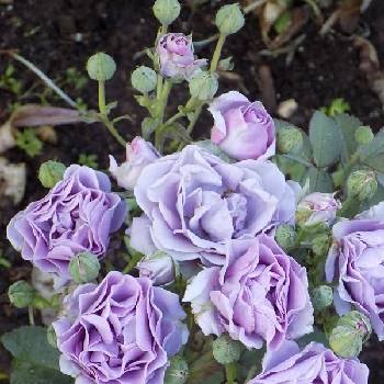 Роза флорибунда ‘Terra Limburgia’